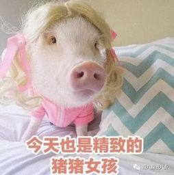 娱乐吃瓜酱肥猪猪,肥猪猪的趣味人生揭秘