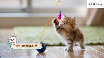 娱乐吃瓜猫咪视频大全下载,萌宠欢乐时光集锦