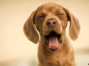 娱乐吃瓜酱狗带上牙,狗带上牙的神秘魅力揭秘