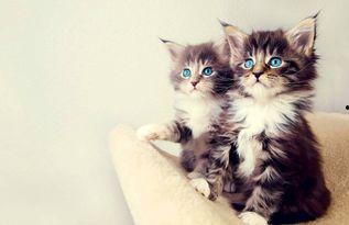 娱乐吃瓜小猫咪视频大全,盘点全网最火的吃瓜小猫咪视频合集