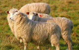 羊了个羊娱乐吃瓜爆料,揭秘娱乐圈最新爆料背后的真相