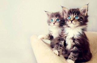 娱乐吃瓜酱小猫咪,揭秘娱乐圈那些不为人知的幕后故事