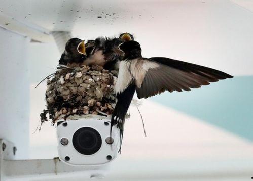 娱乐吃瓜009老燕子,揭秘老燕子背后的故事与传奇
