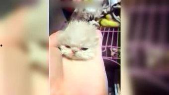 娱乐吃瓜酱甜妹视频,娱乐视频笑翻天