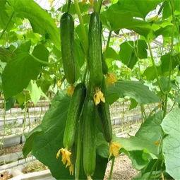 娱乐吃瓜718网红瓜,娱乐吃瓜盛宴，揭秘网红圈幕后故事