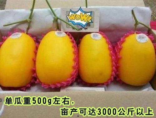 娱乐高质量吃瓜